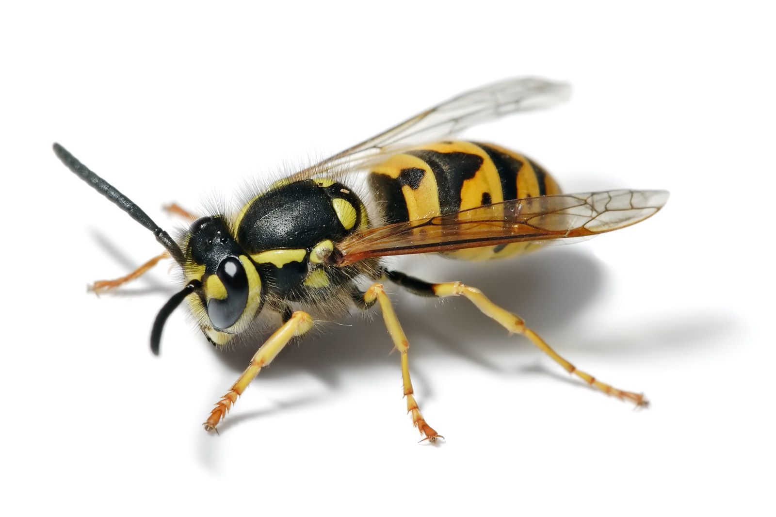 How do you keep European wasps away?