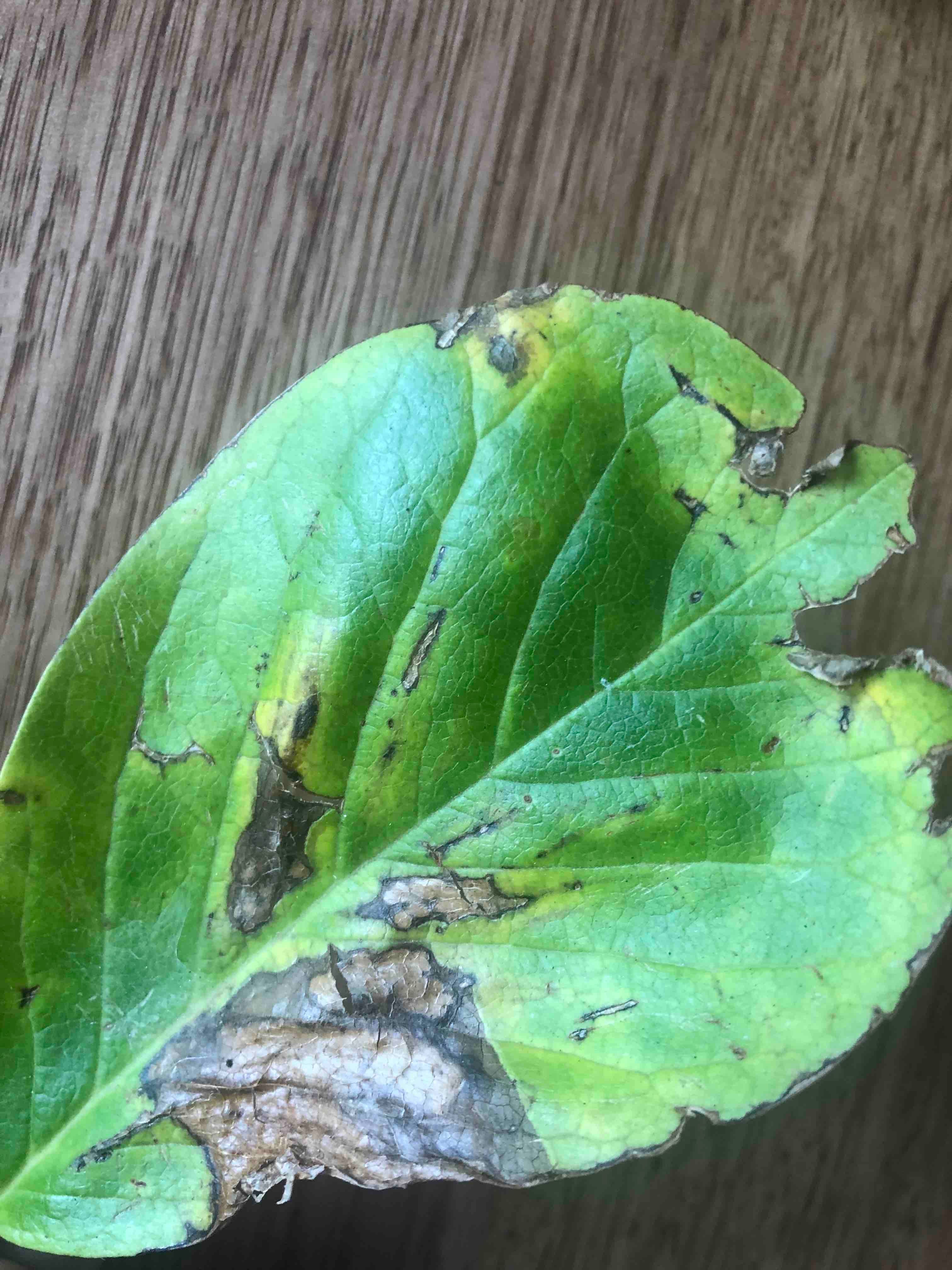 How do I fix black/brown leaves of my ma... | Bunnings Workshop community