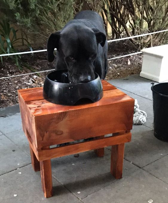 DIY Raised Dog Food Storage 