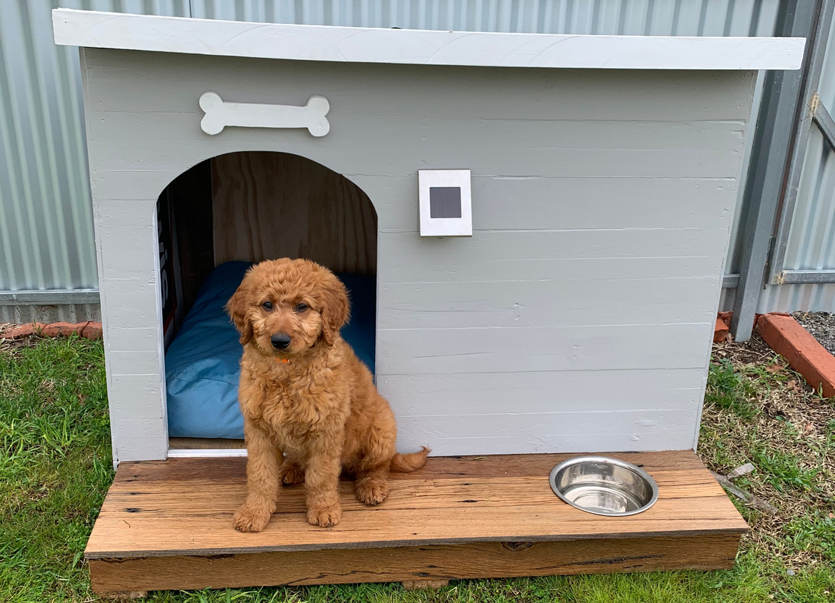 Bunnings dog outlet run cage