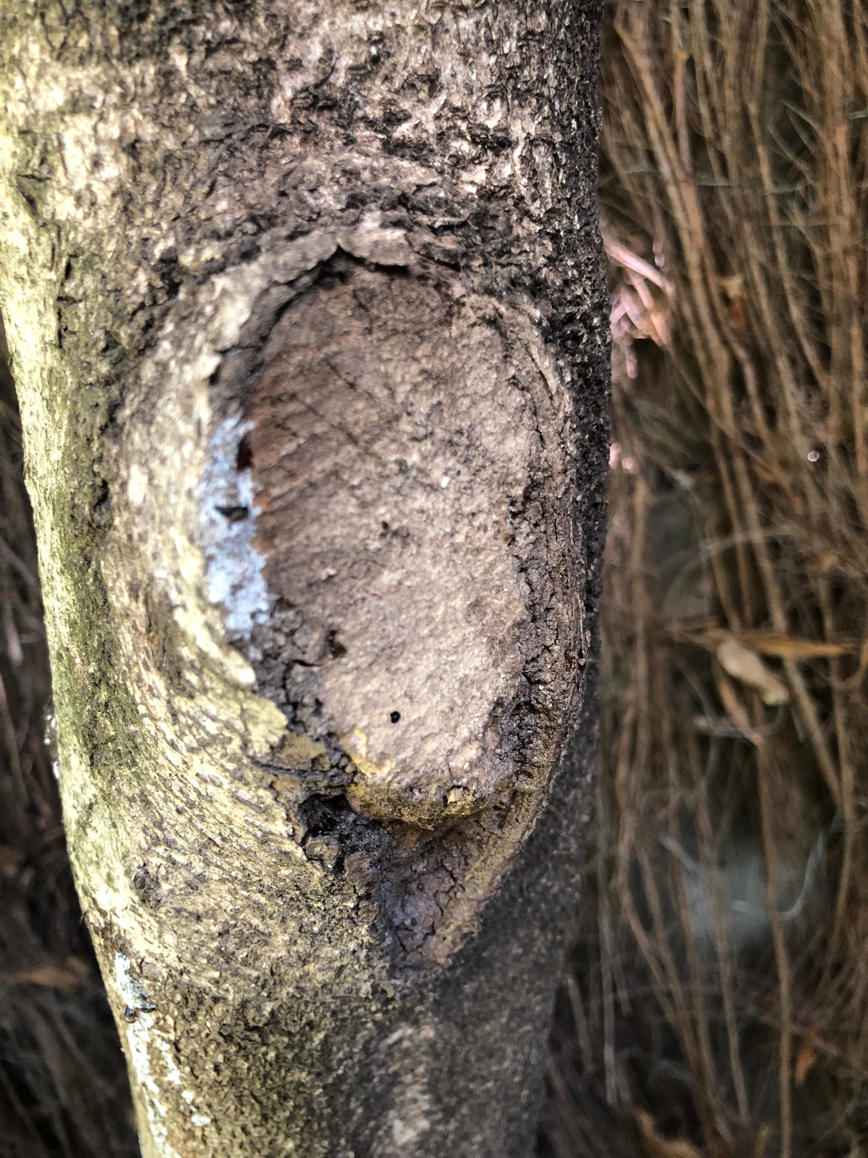 Can we save this tree from borer? | Bunnings Workshop community