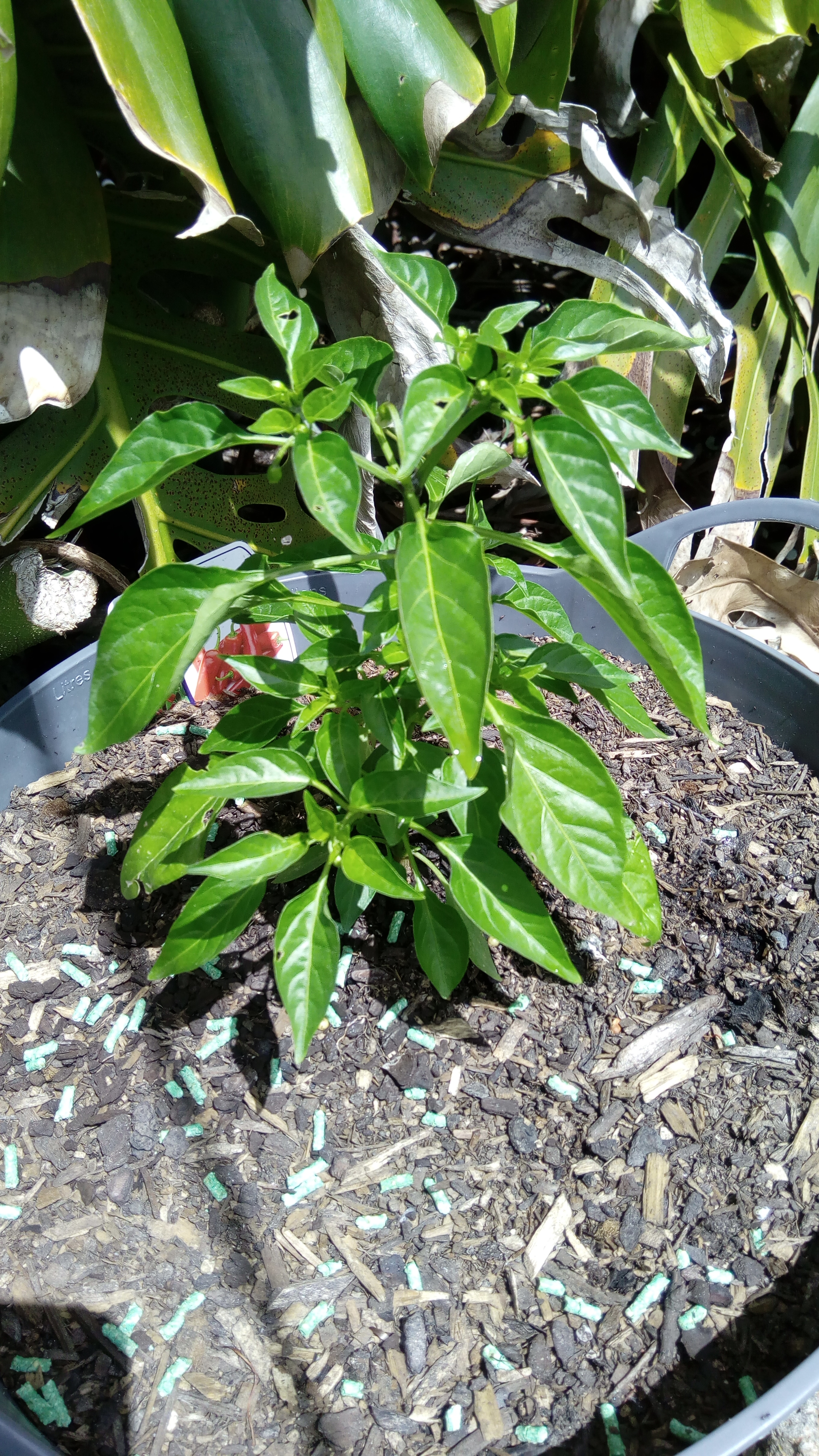 solved-growing-and-caring-for-chilli-plants-page-13-bunnings