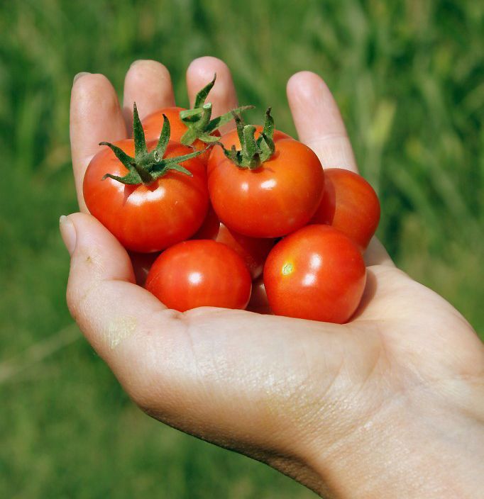 Handheld-Cherry-Tomatoes-in-hand_8063.jpeg