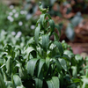 It's normal for plants to wilt in hot weather