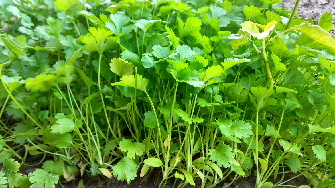 Coriander.jpeg