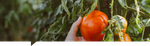 Tomato.png