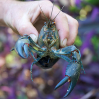 You can even raise edible marron in your system