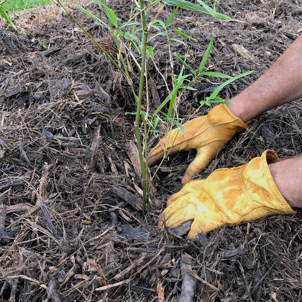 Step 5.2 Mulch the whole bed well.png