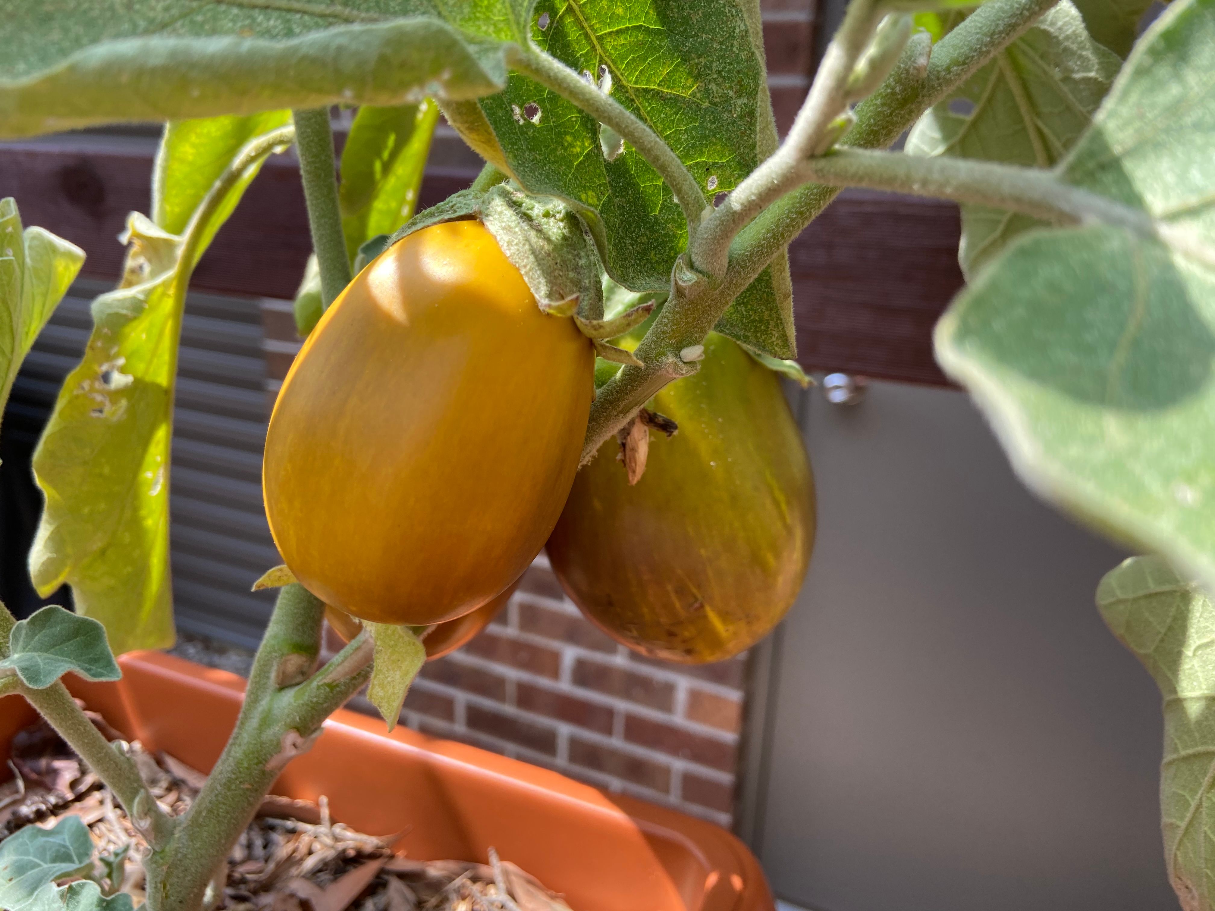 Why Are My Eggplants Going Yellow Bunnings Workshop Community 