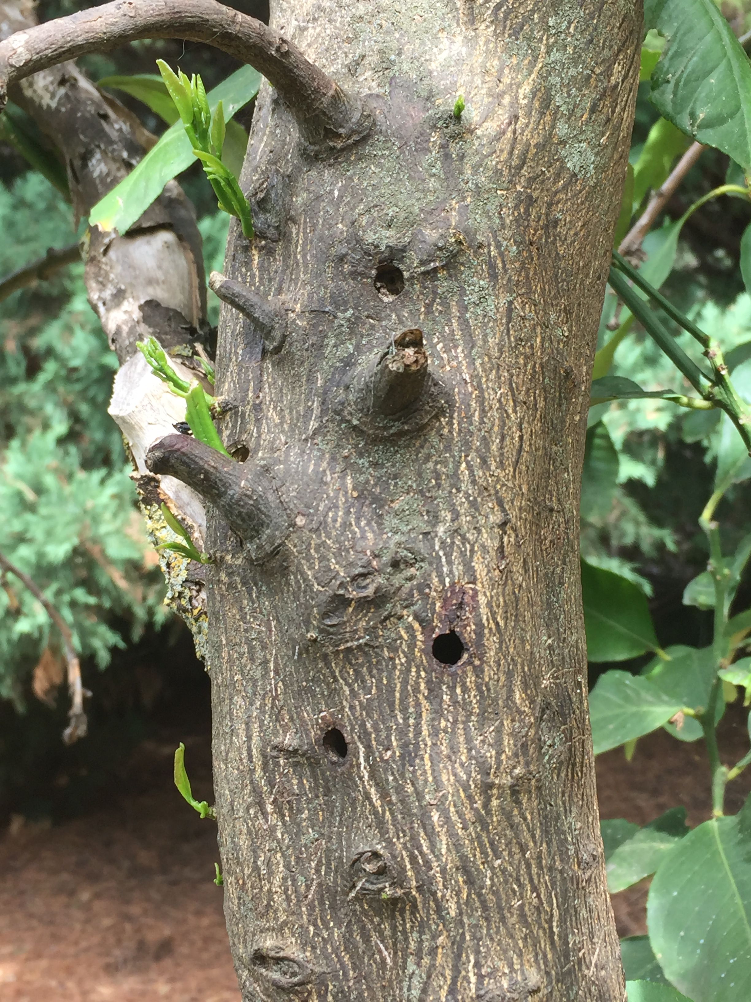 How to kill borer beetle in lemon tree? Bunnings community