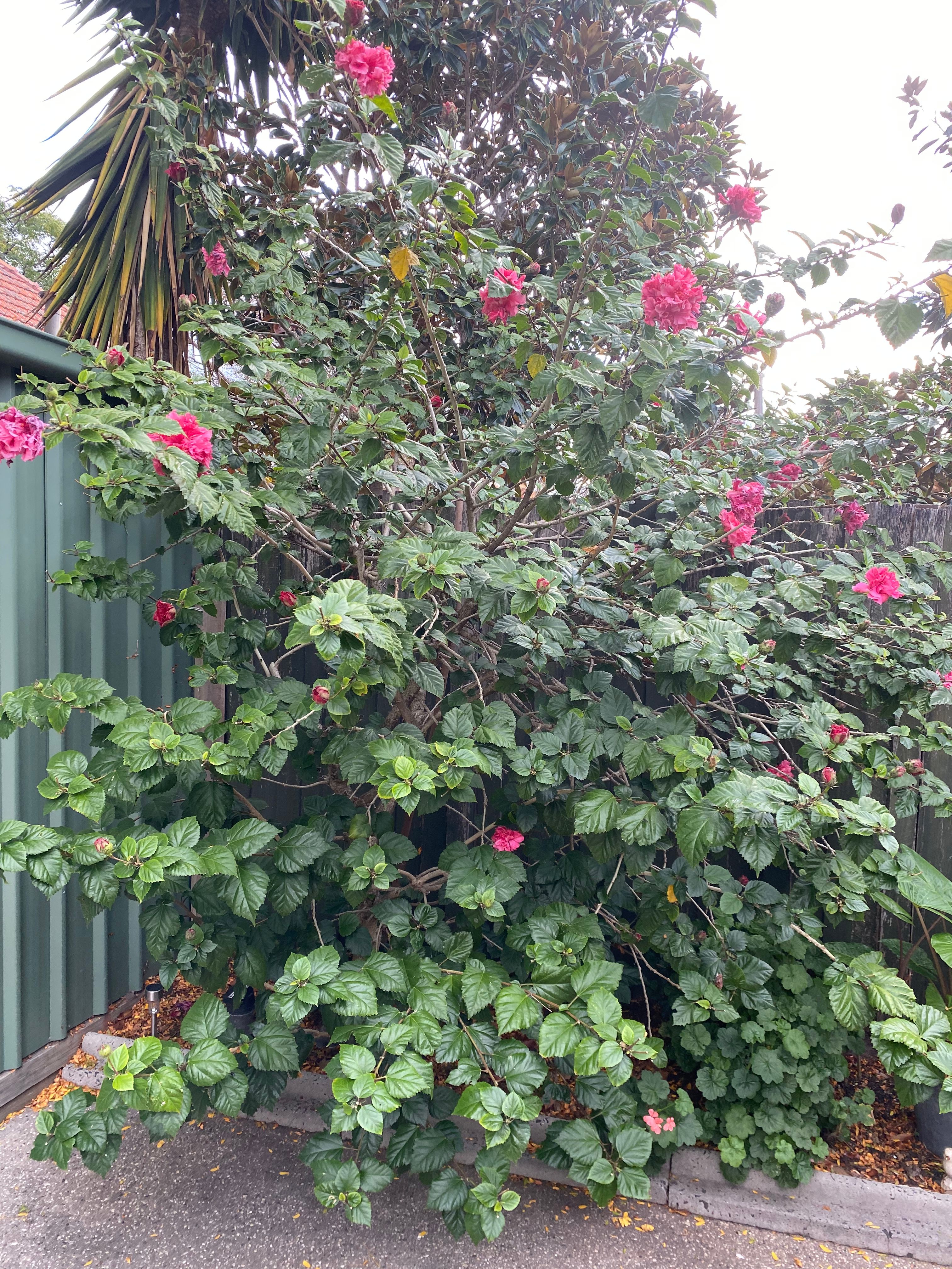 How To Grow And Prune Hibiscus - Bunnings Australia