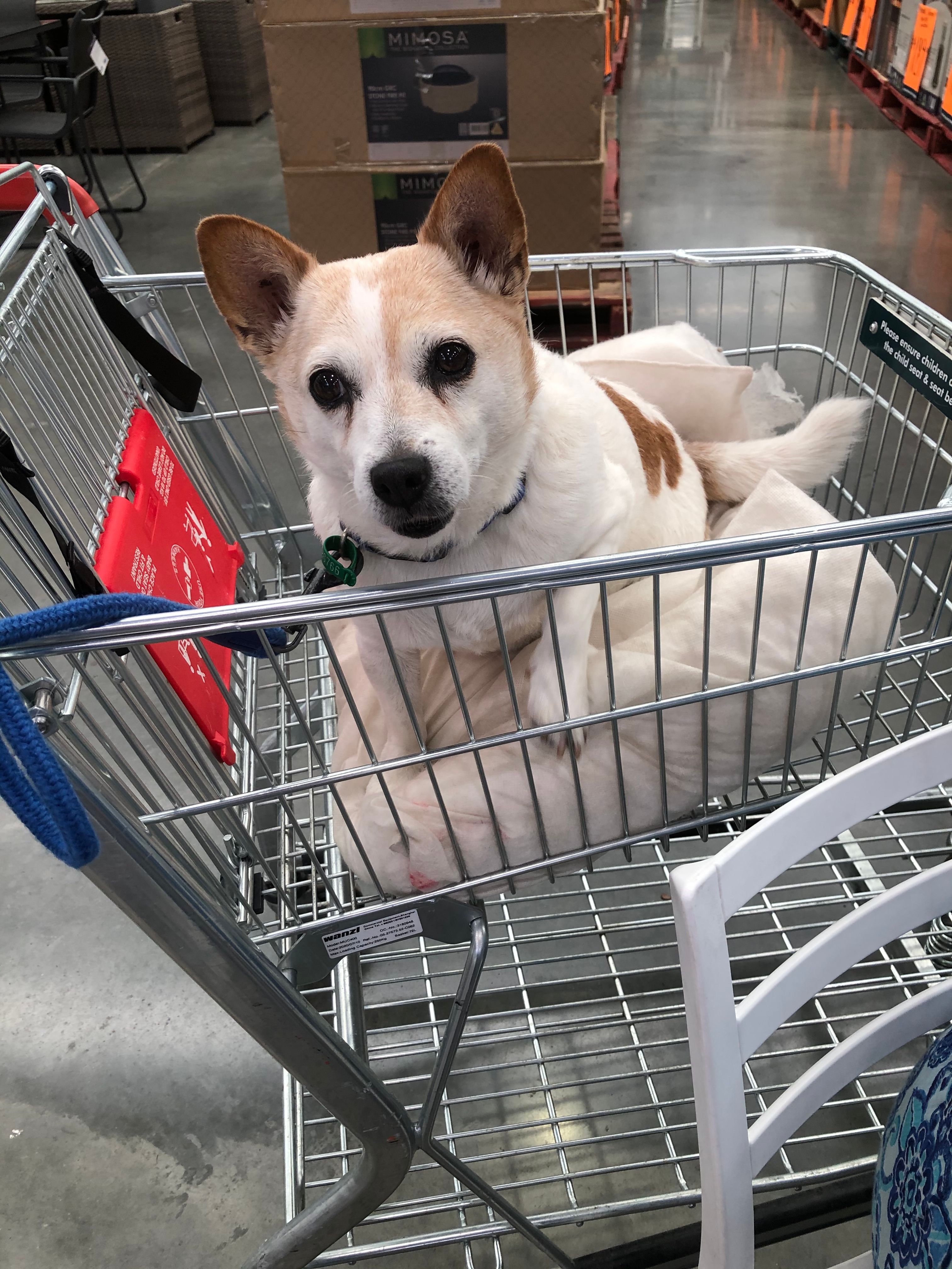 Can Dogs Go To Bunnings Australia