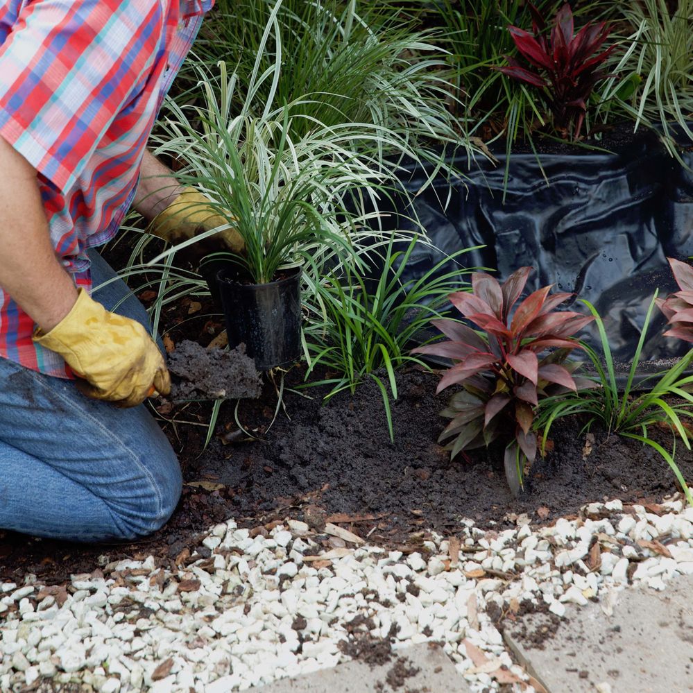 Step 6 Plant around pond edge.jpg