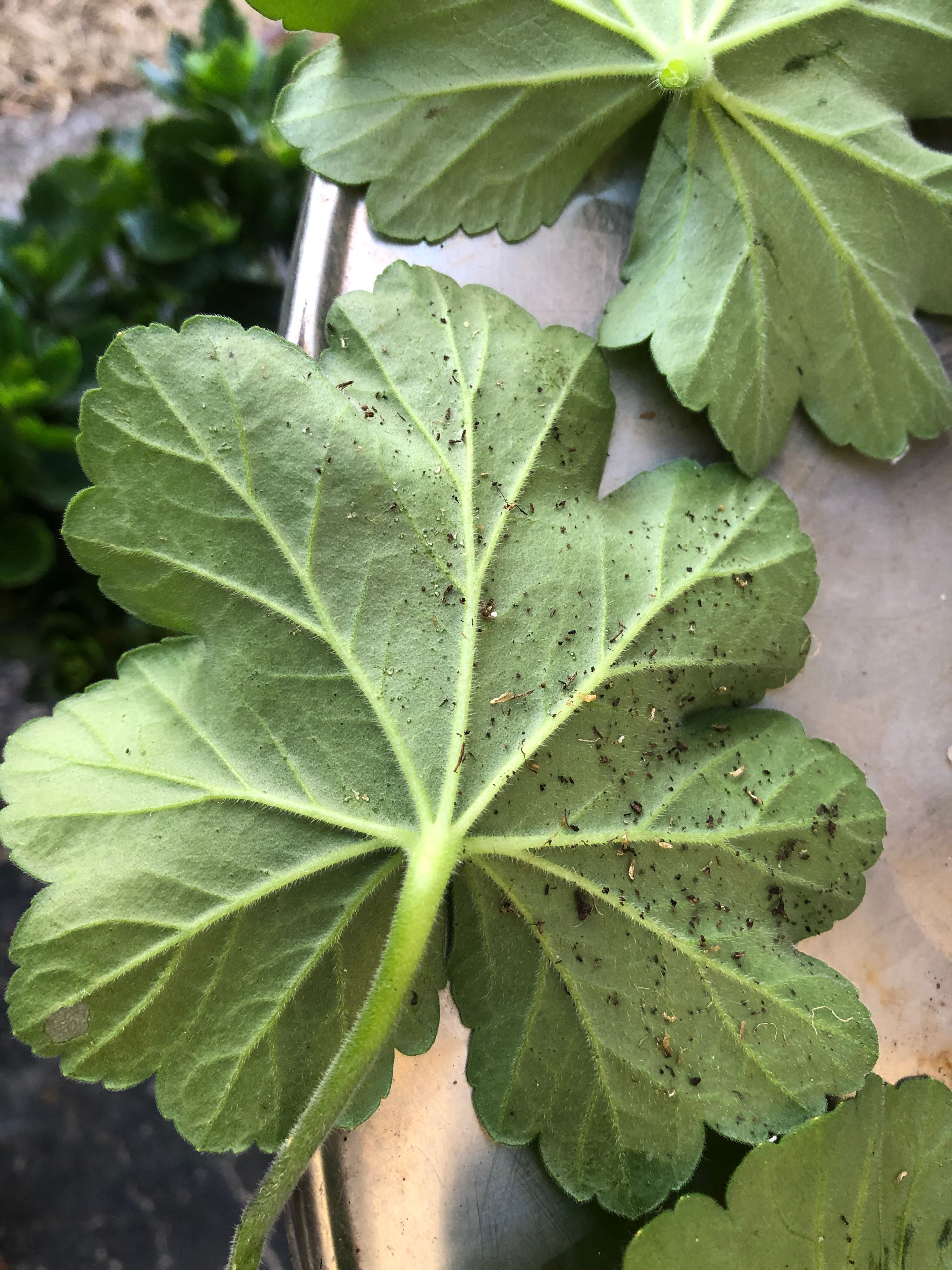 how-to-kill-monsters-eating-my-geraniums-page-2-bunnings