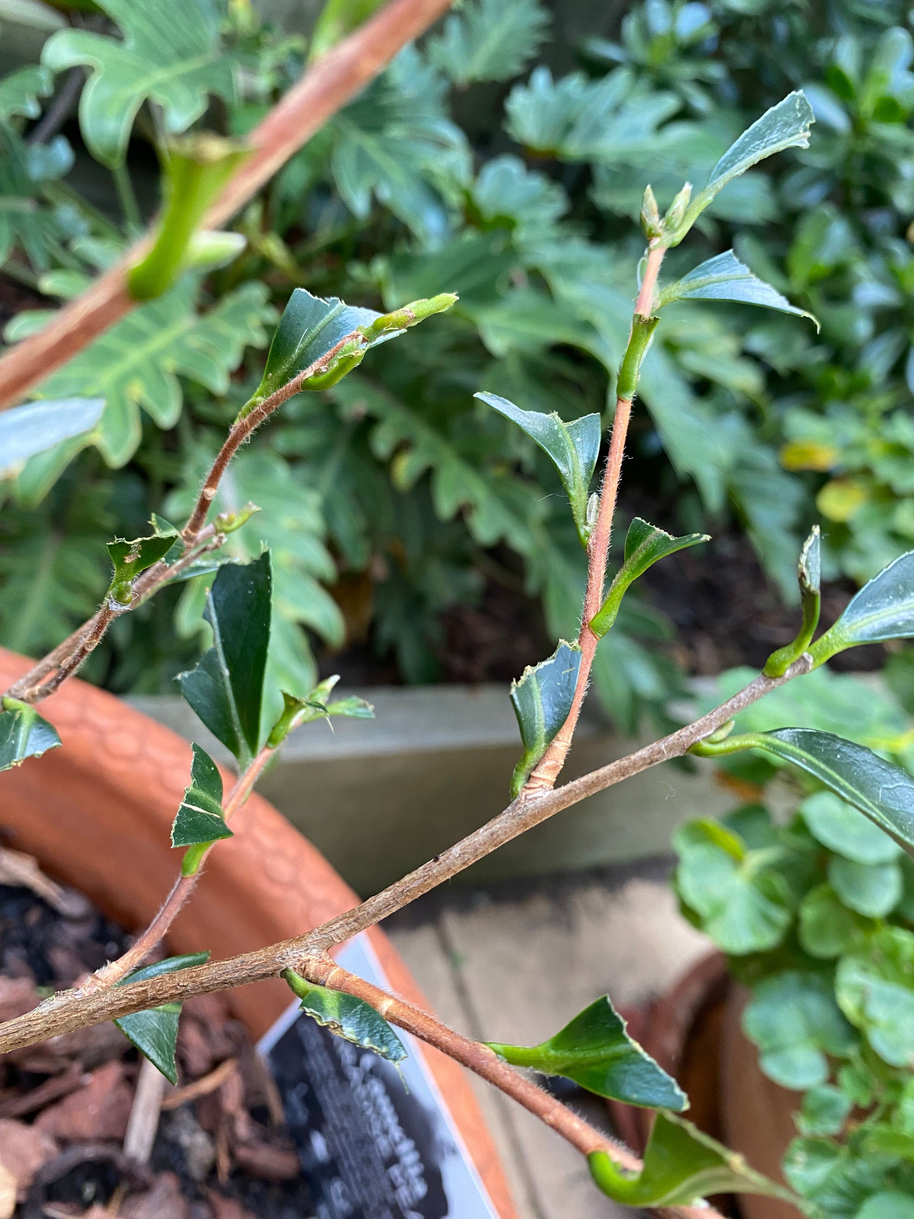 What is eating my Camellia leaves? | Bunnings Workshop community