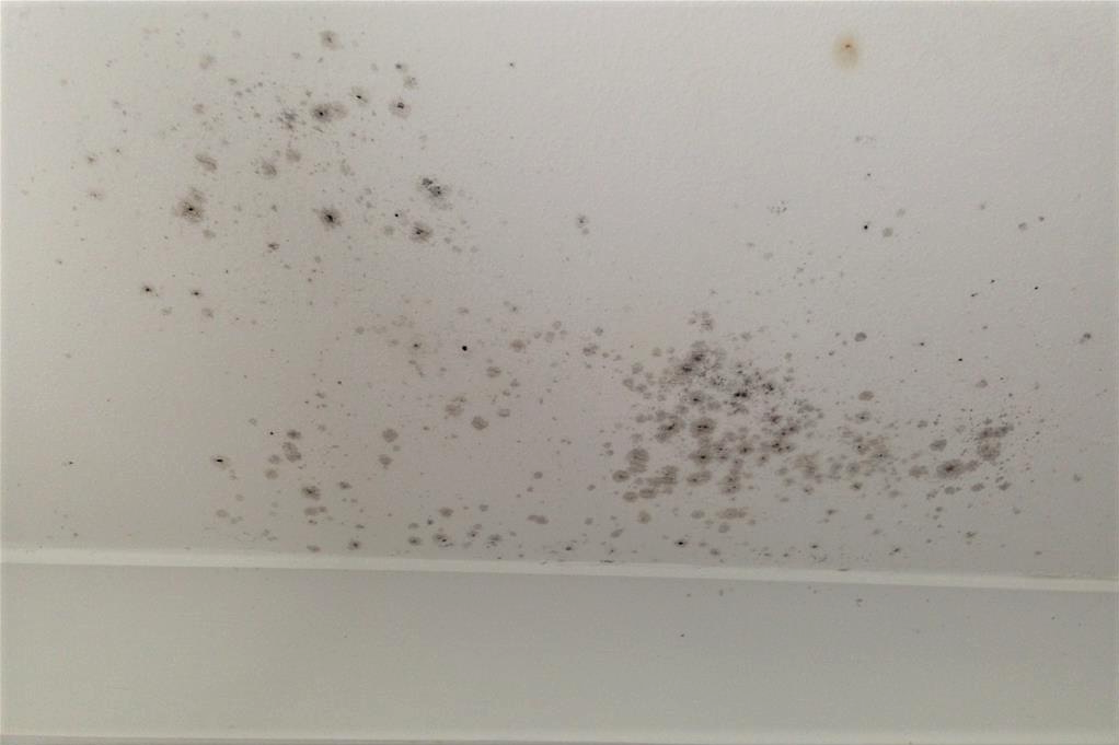 How Are You Dealing With Mould Growth In Bunnings Workshop Community   45208iB0C299B21865381B