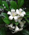 Orange_Jasmine_(Murraya_paniculata).JPG