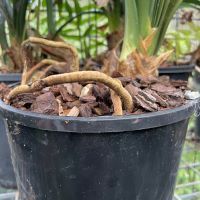 Clivia roots are pushing out of the potting mix