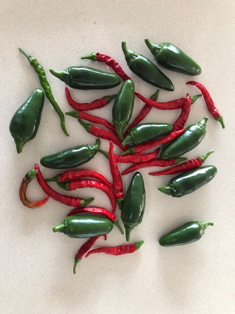 chilliharvest.jpg