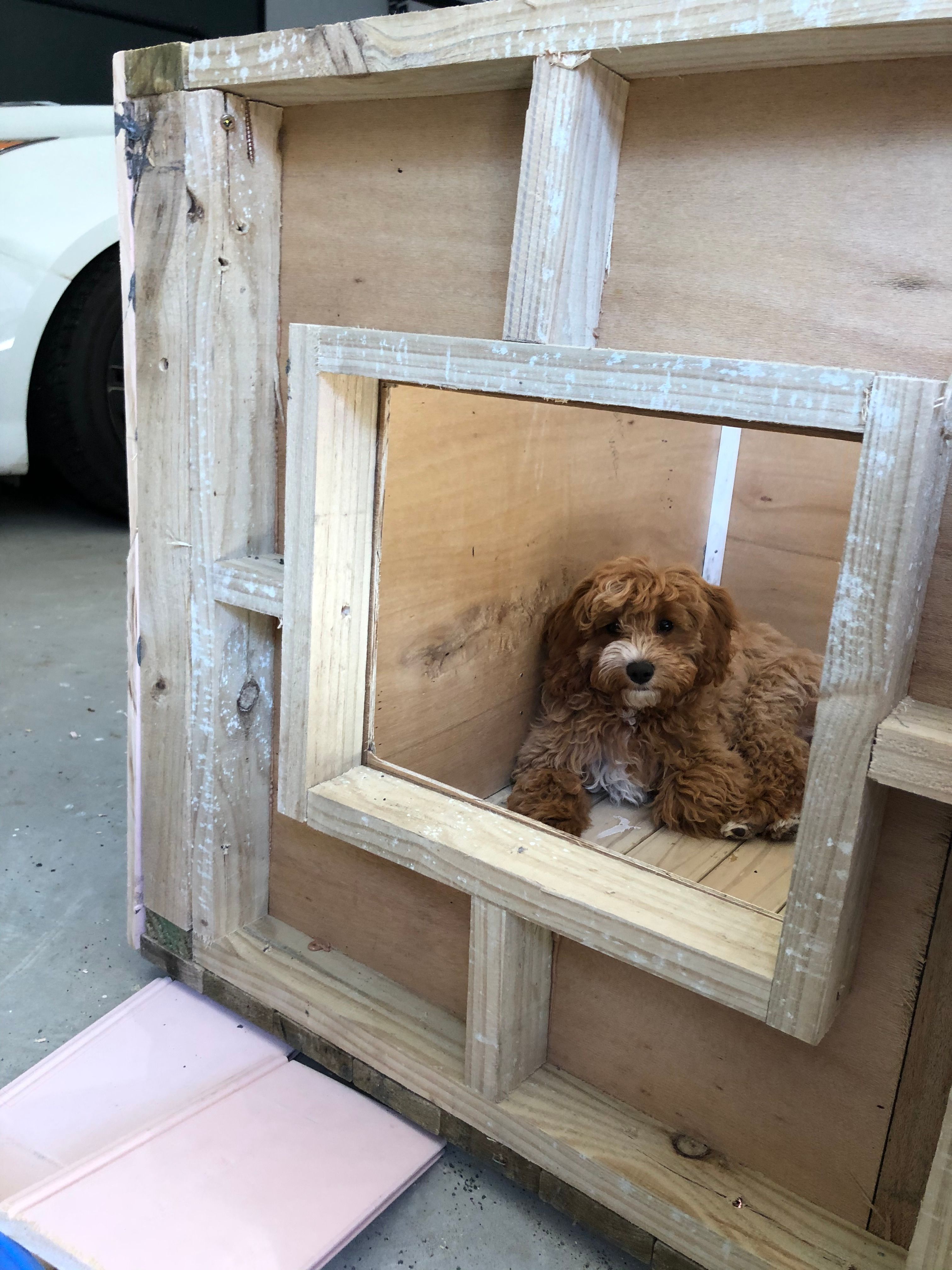 Homemade dog hot sale box