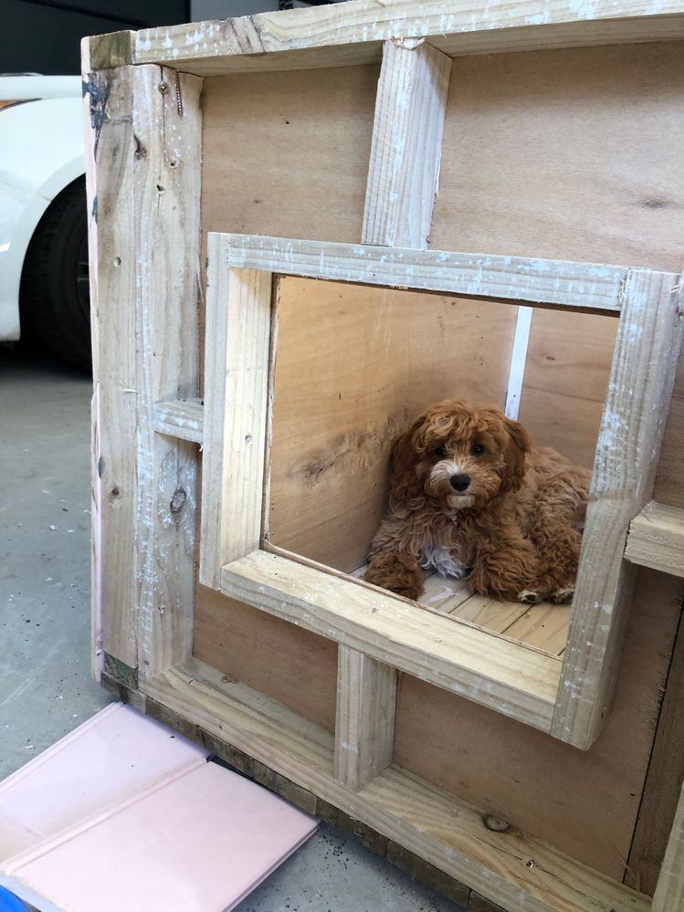 Bunnings large best sale dog kennel