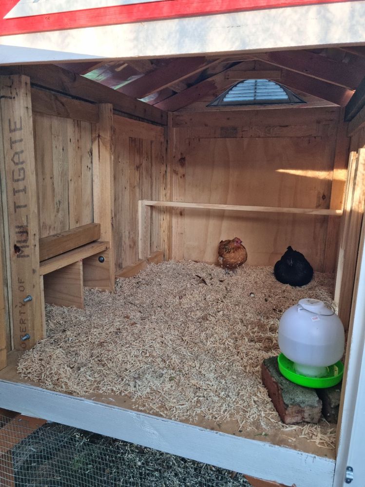 Barn style chicken coop with gravity fee Bunnings Workshop