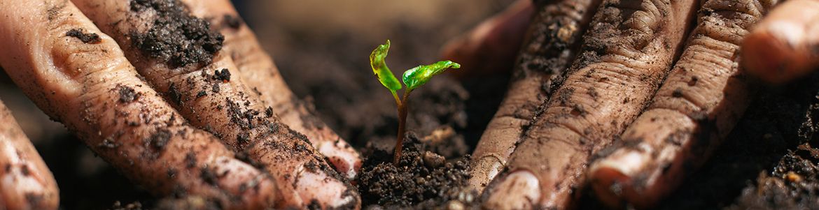 PlantSeedlingWorkshop.jpg