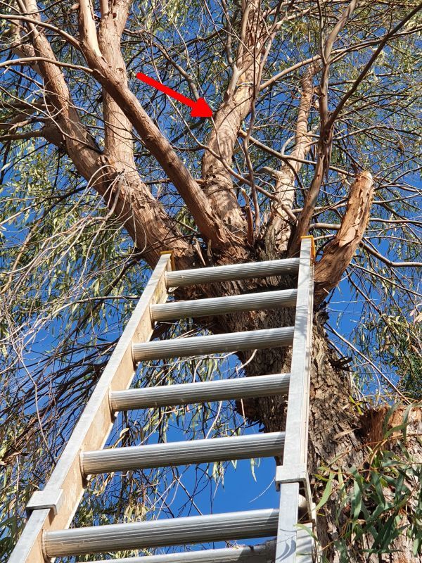 Using pole online saw on ladder