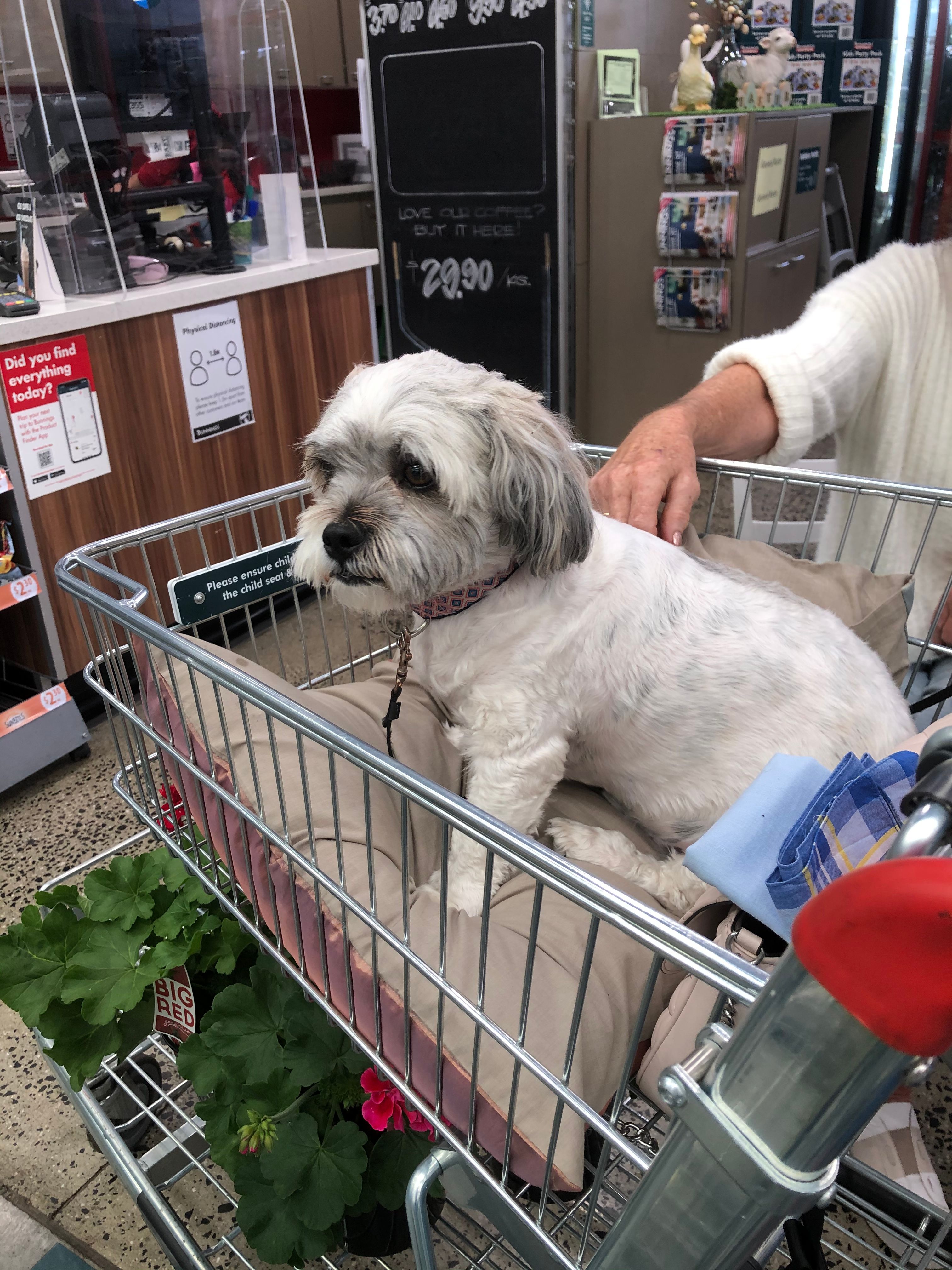 can-you-take-your-dog-into-bunnings-bunnings-workshop-community