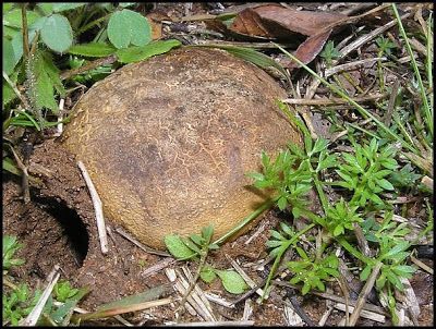 Scleroderma_cepa_puffball_1.jpg