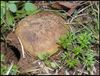 Scleroderma_cepa_puffball_1.jpg