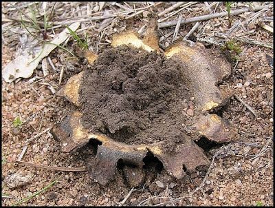 Scleroderma_cepa_puffball_5.jpg