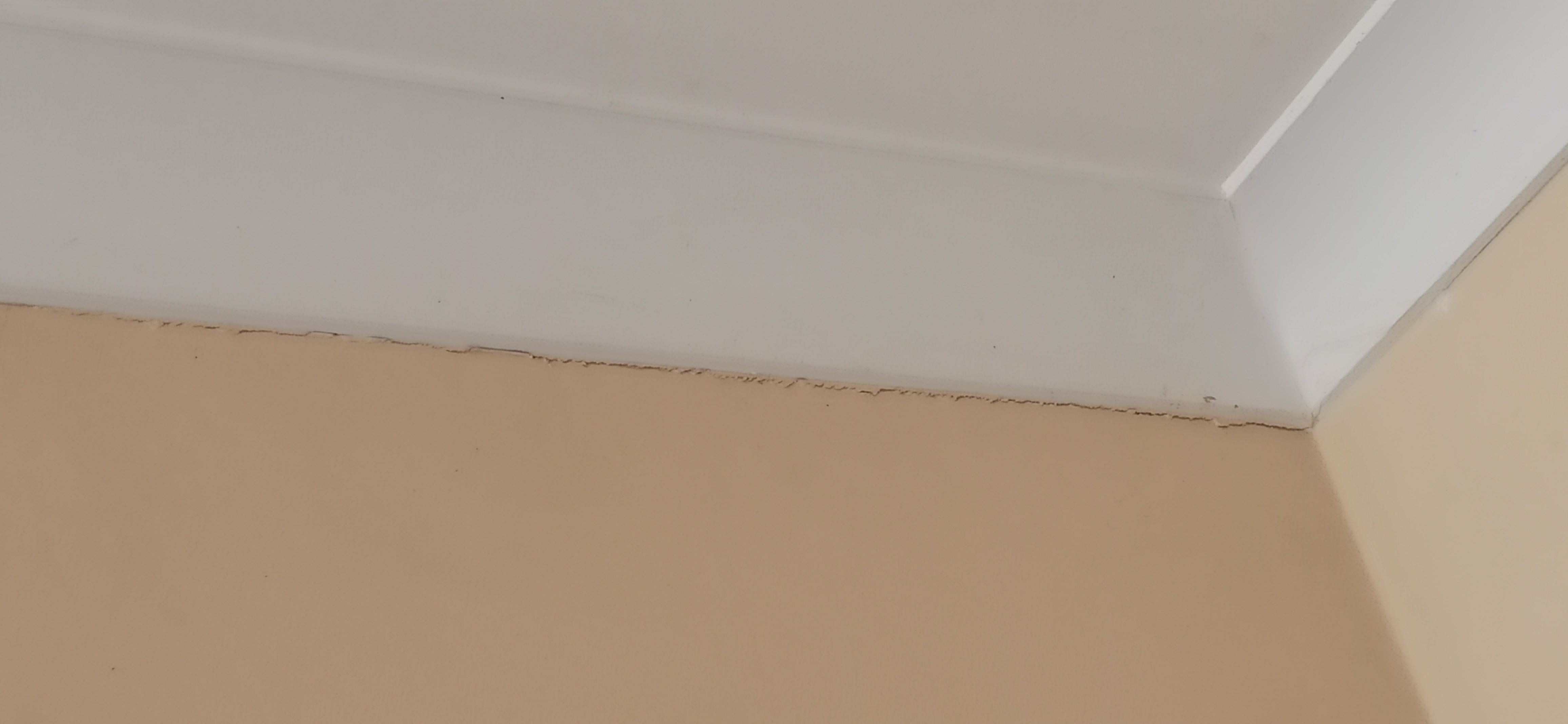 How to repair cracks underneath ceiling ... | Bunnings Workshop community