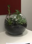 Succulent-Terrarium-1.JPG