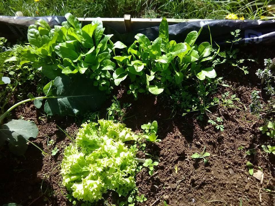 spinach seedlings