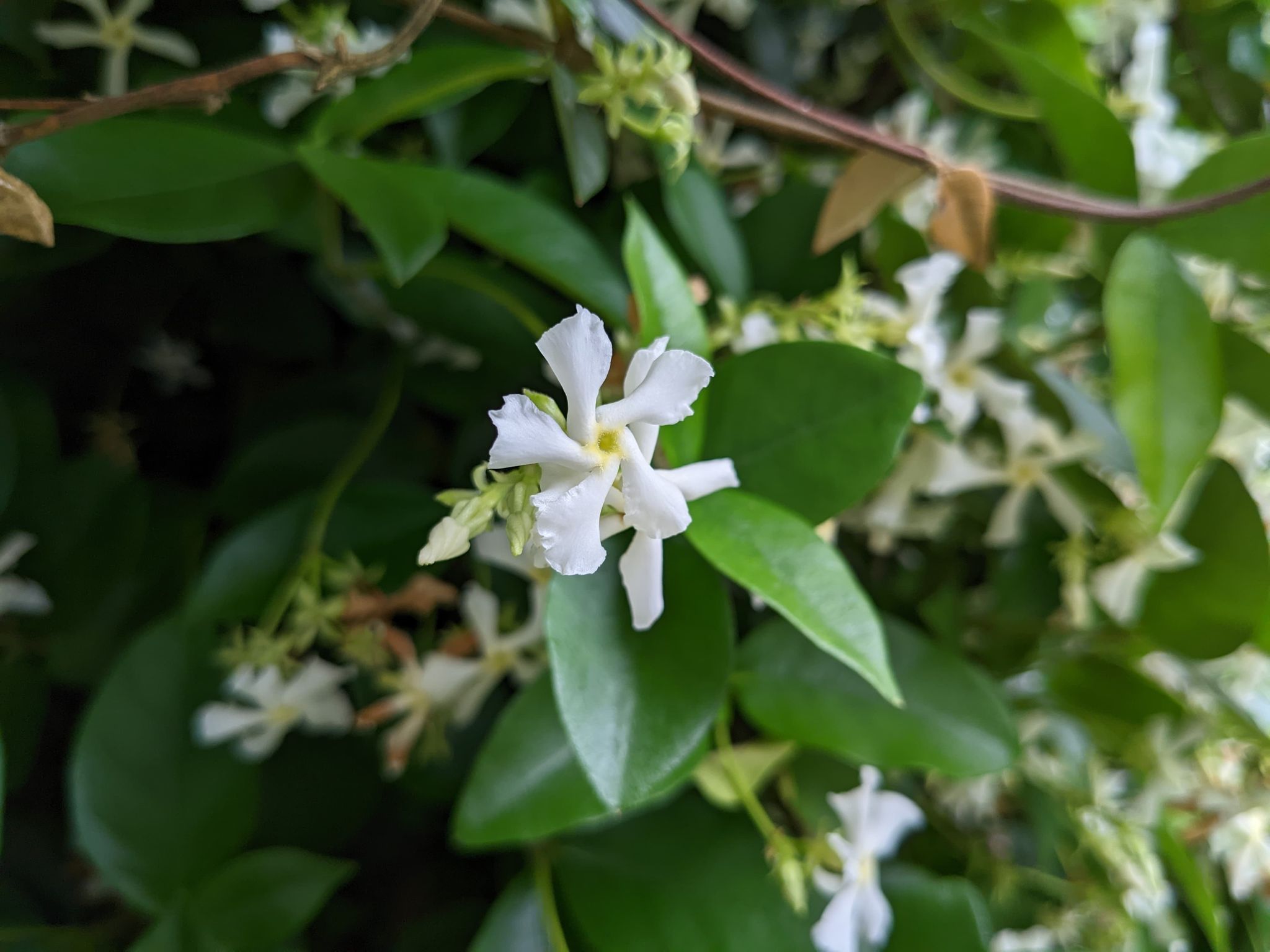 Shed lattice with Jasmine: Amazing sprin... | Bunnings Workshop community