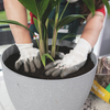 Use fresh potting mix when repotting plants