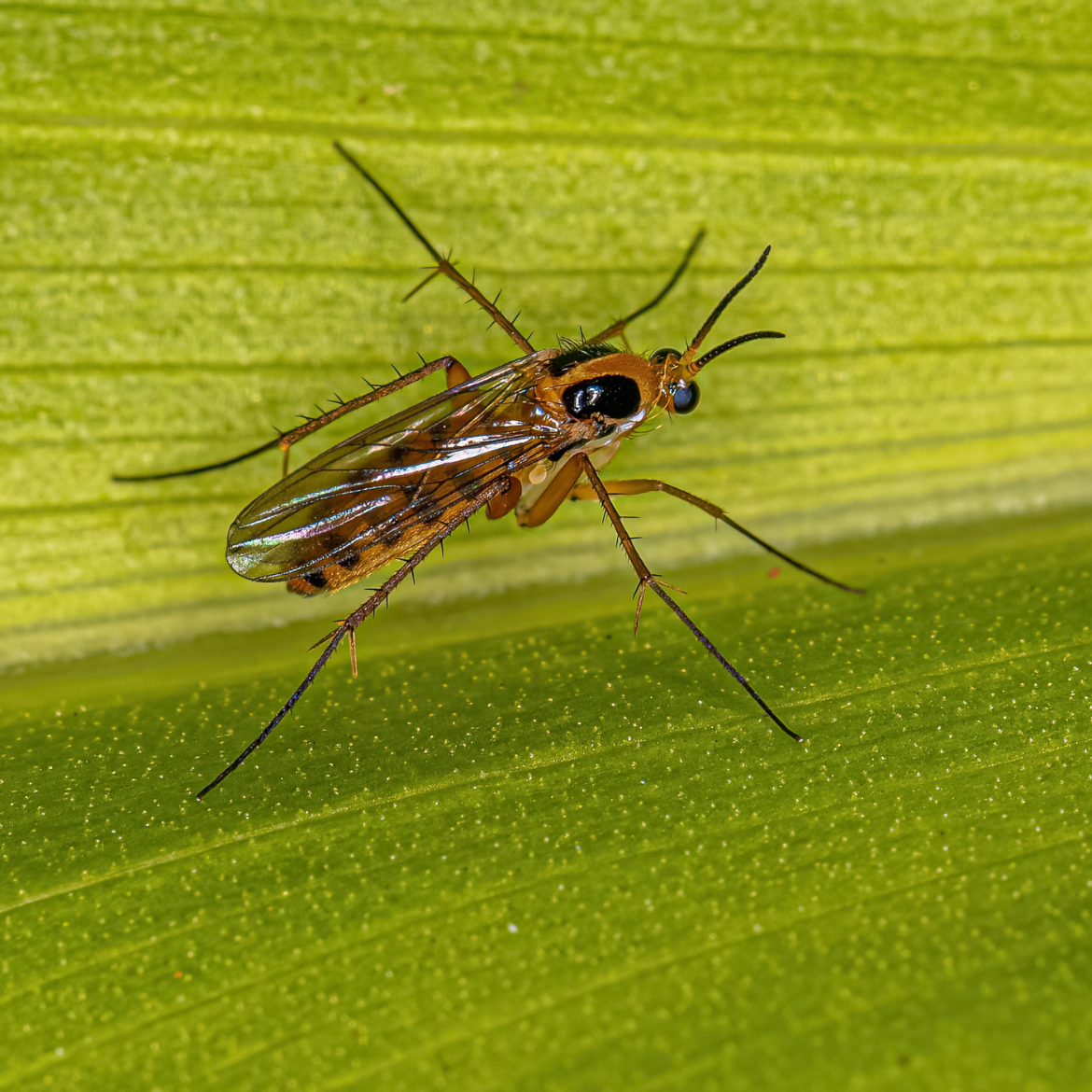 How to get rid of annoying fungus gnats, Community