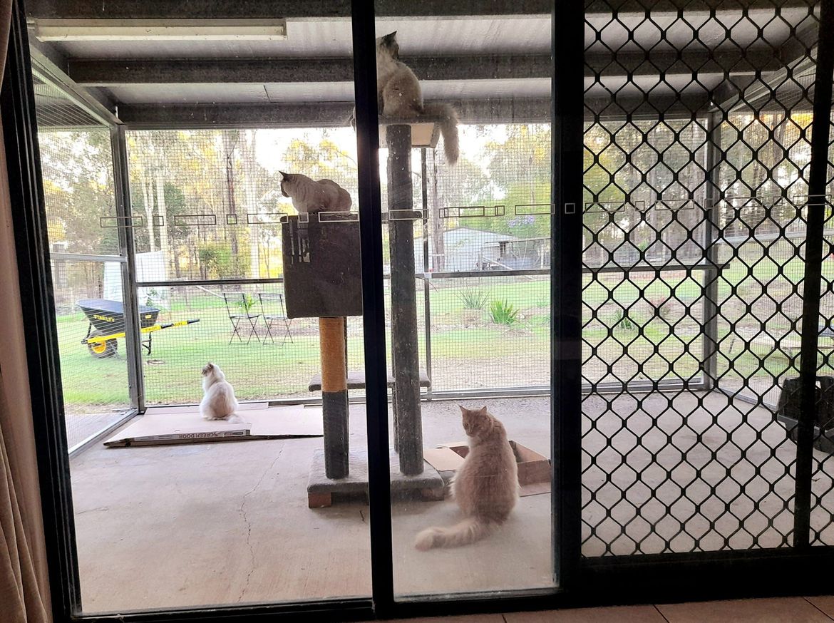 Cat fence outlet roller bunnings