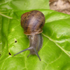 Snails and slugs can quickly devour plants