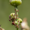 Garlic and chilli spray can get rid of aphids