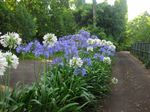 agapanthus-praecox-lrg.jpg