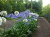 agapanthus-praecox-lrg.jpg