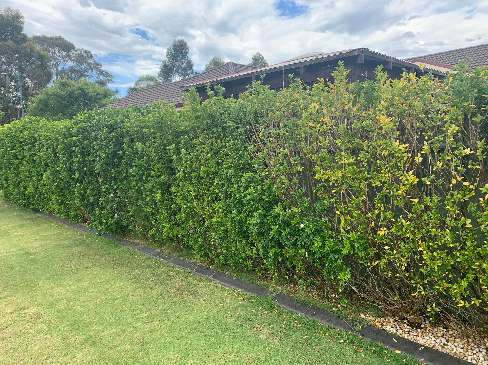 Can I still save these trees? | Bunnings Workshop community