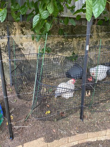 How to replace a chicken run fence