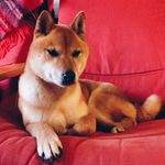 Miso (5yo ♂ Shiba Inu)