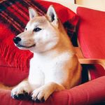 Indy (4yo ♀ Shiba Inu)