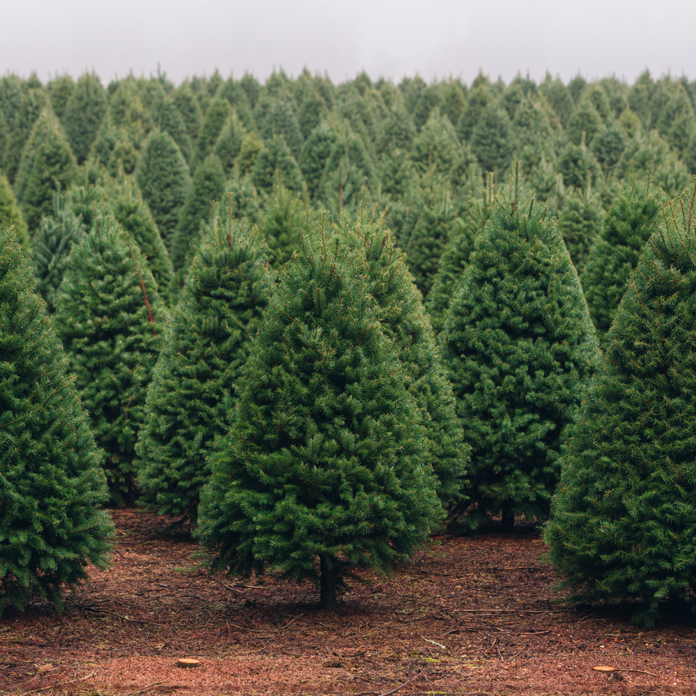 In-ground Christmas trees can grow quickly