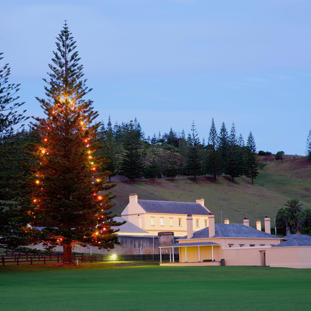 In-ground Christmas trees can grow quickly