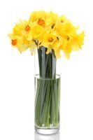 Daffodil sap is toxic to many other flowers